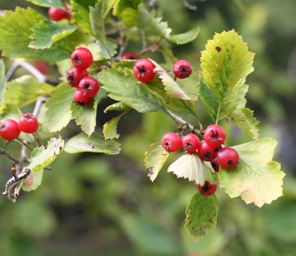  Fireberries