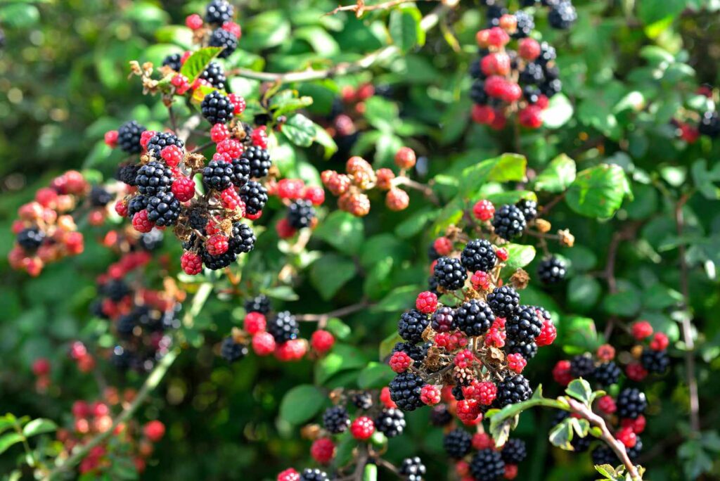 Forest Berries