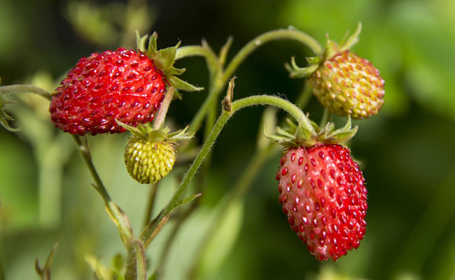 Fraises Des Bois