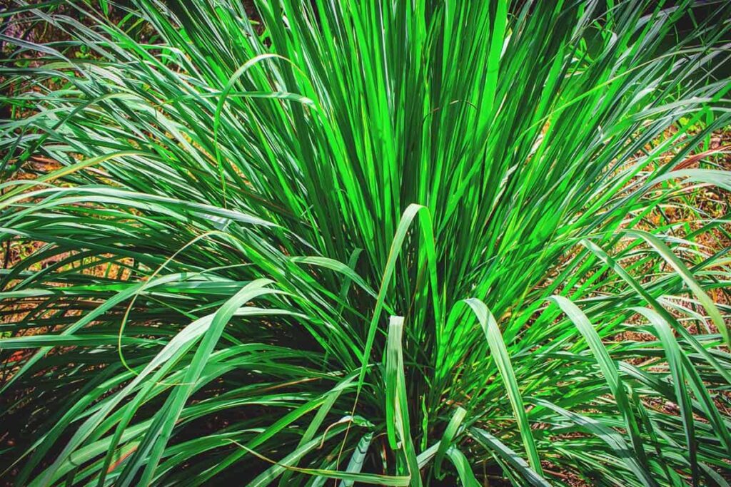 Lemon grass